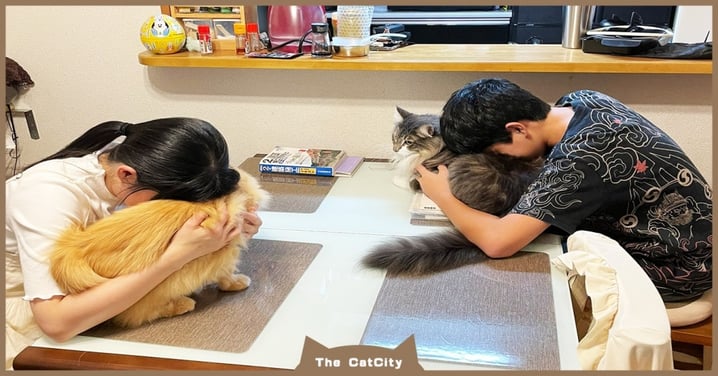 夫妻吵架怎麼辦？日本人大推「1人吸1貓」冷靜法，網笑：超有用