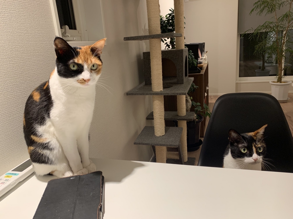 兩隻長相相似的三花貓