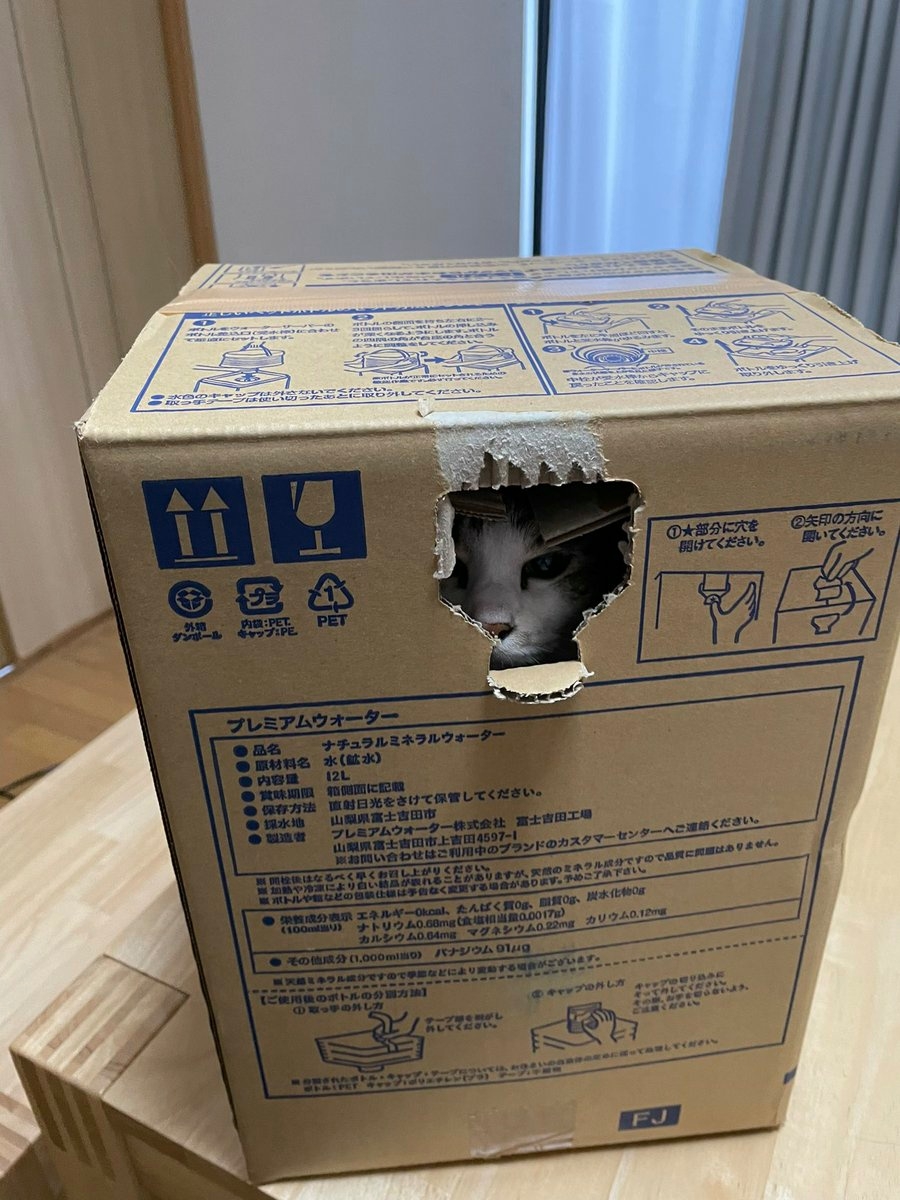 貓貓躲進紙箱中,非常安定