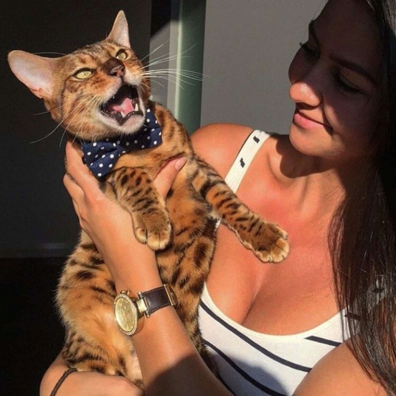 豹貓跑到鄰居家，飼主只好到對方家帶牠回家