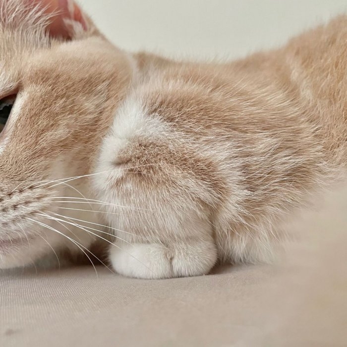 短腿貓曼赤肯堅持折手手