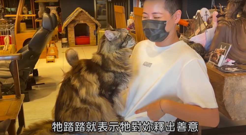 親人緬因貓跳到人腿上踏踏