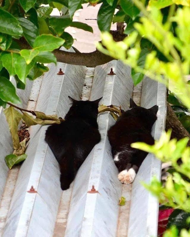 日本兩隻浪貓在屋頂曬太陽