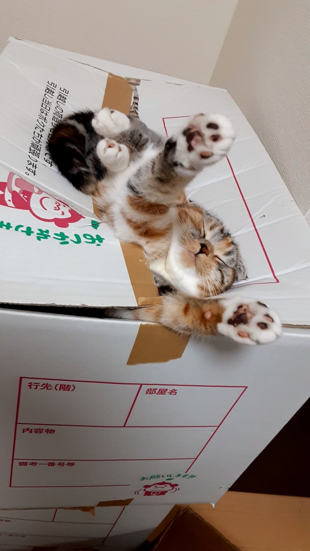 三花貓卡紙箱睡覺