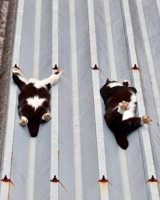 日本兩隻浪貓開掌花屋頂曬太陽