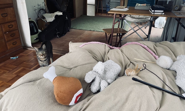 虎斑貓把玩具叼來陪飼主