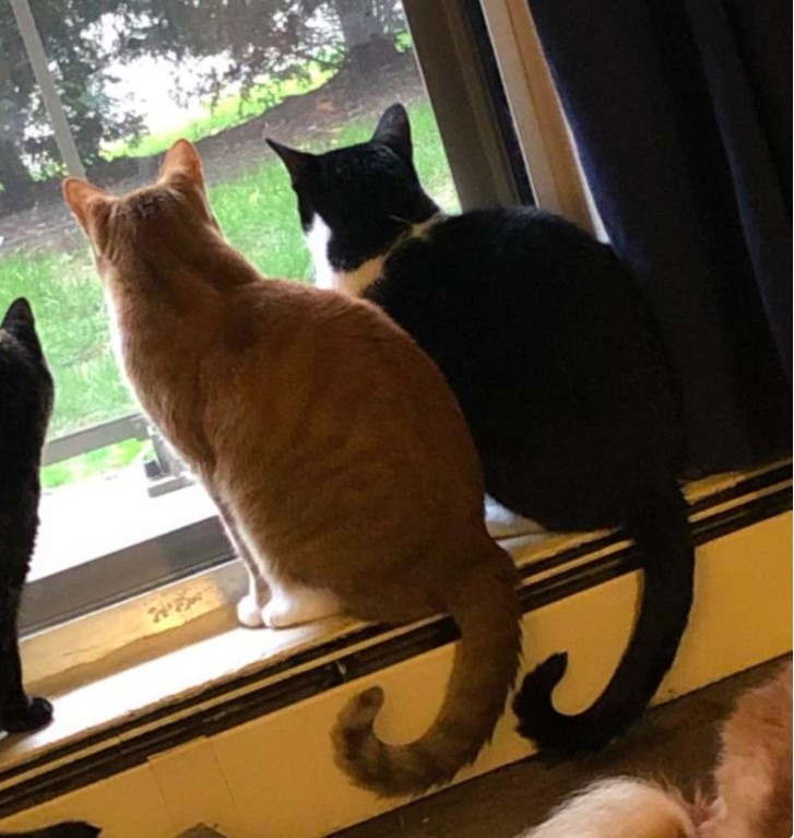 橘貓和黑白貓一起看窗外