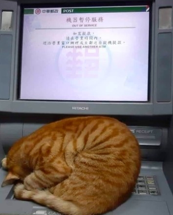 米克斯浪貓睡在郵局ATM上不給領錢