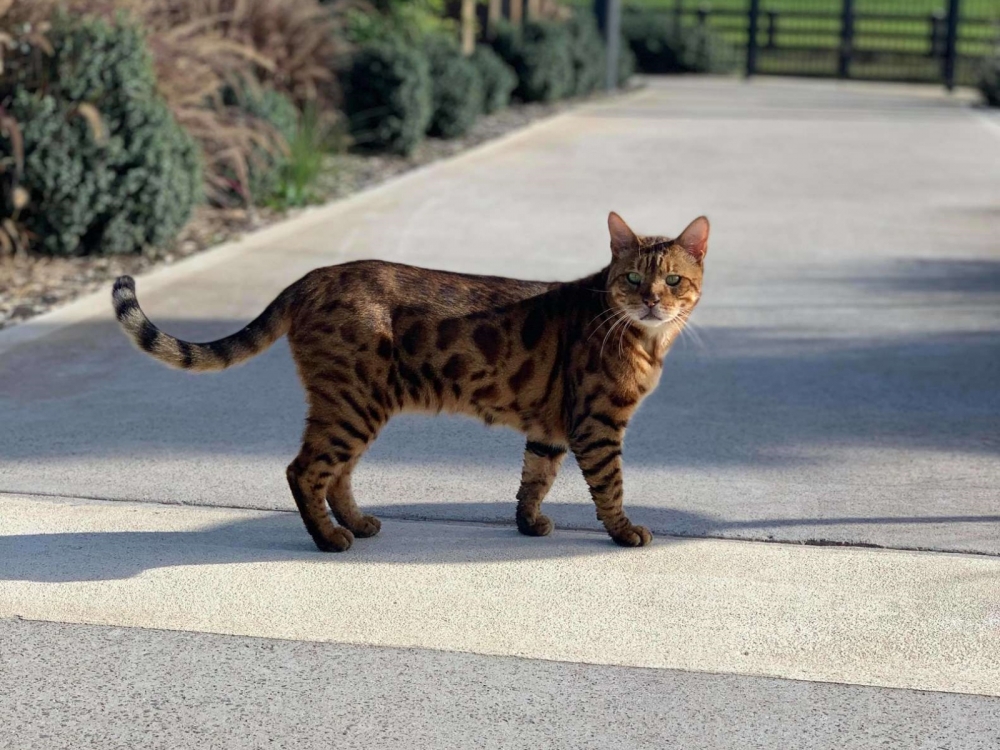 國外網友搬家遇到豹貓，沒想到是鄰居家的