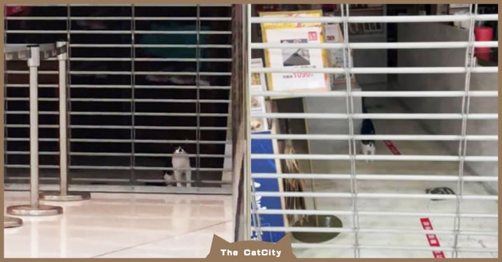 路人求助「貓困店裡」一直叫，轉運站「慣犯貓」被認出　網笑：快變景點了