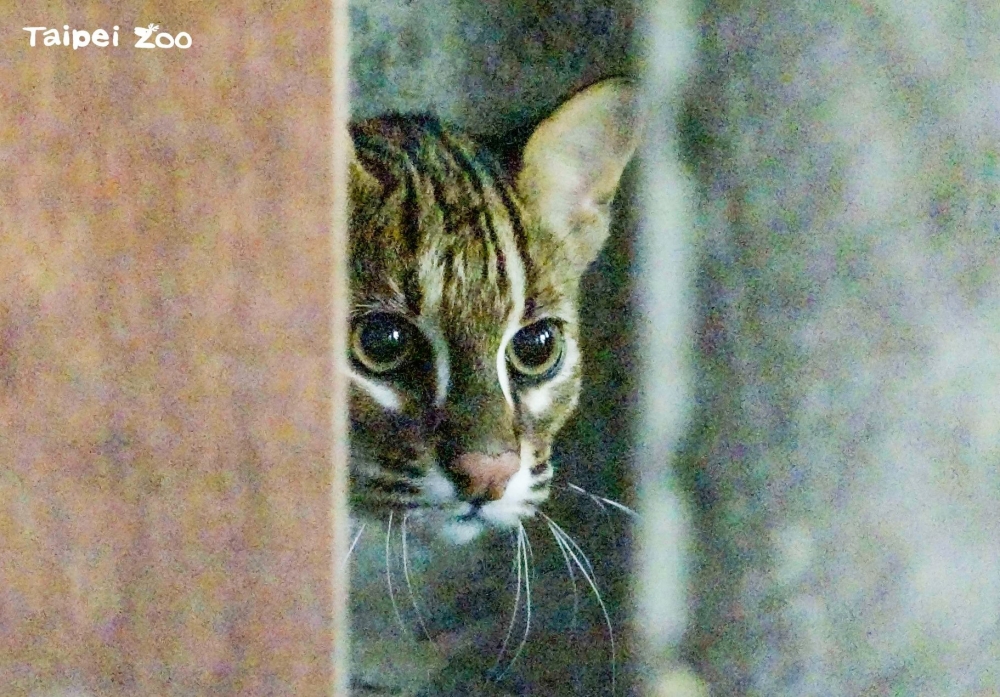 石虎二哥邀請大家來取名