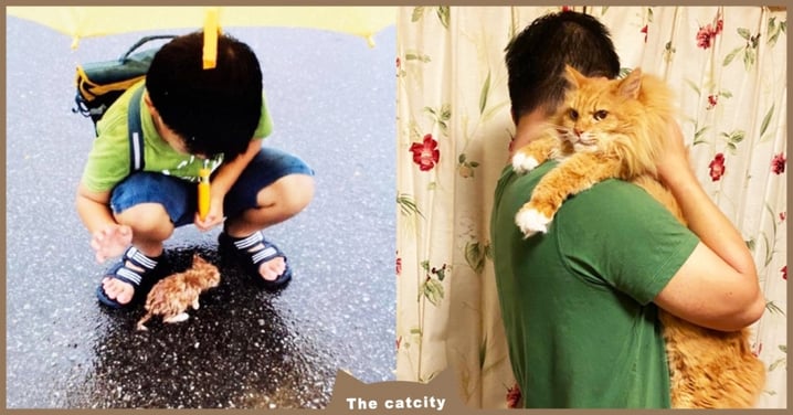 大雨中撿到「濕漉漉小貓」，推主分享「10年對比照」網友笑翻：怎變獅子？！
