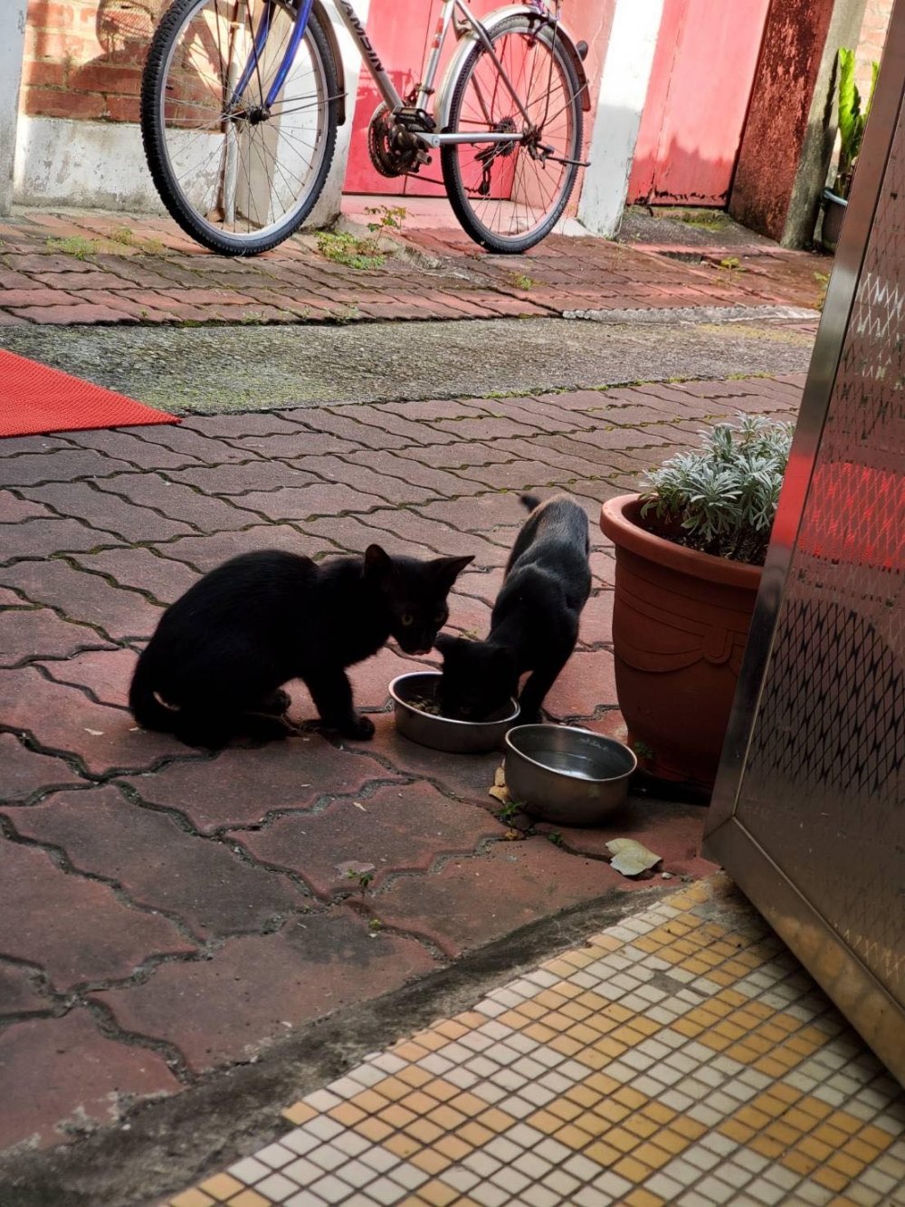 飼主餵養家附近的黑貓
