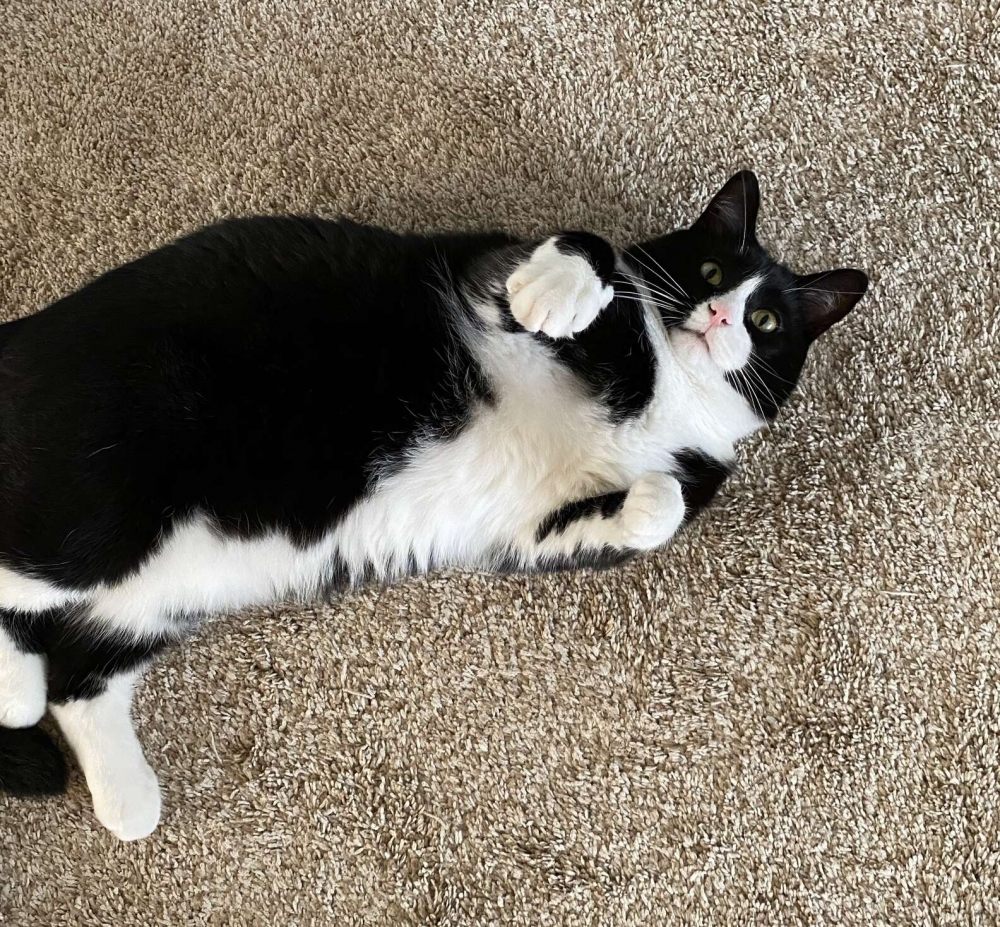 賓士貓躺地賣萌