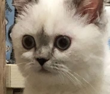 貓咪表情包