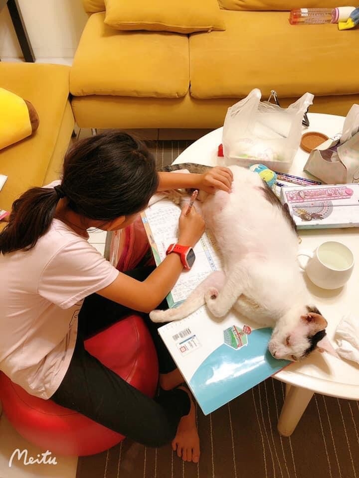 妹妹寫作業時，TiTi也會陪在身邊