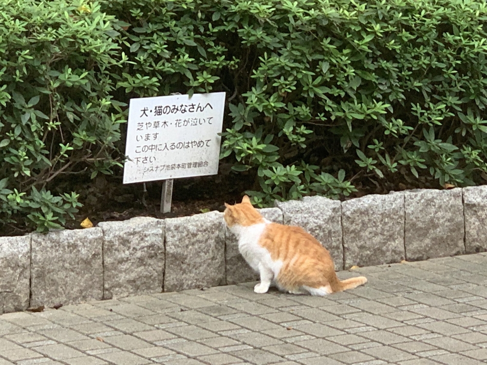 日本橘貓站在告示牌前:我被禁止了啊