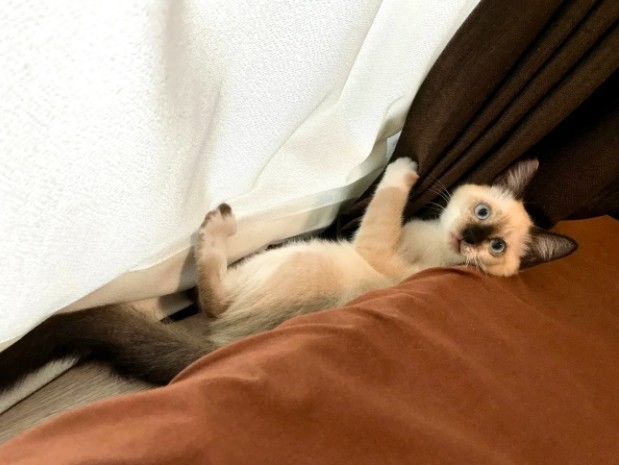 暹羅貓強迫飼主領養