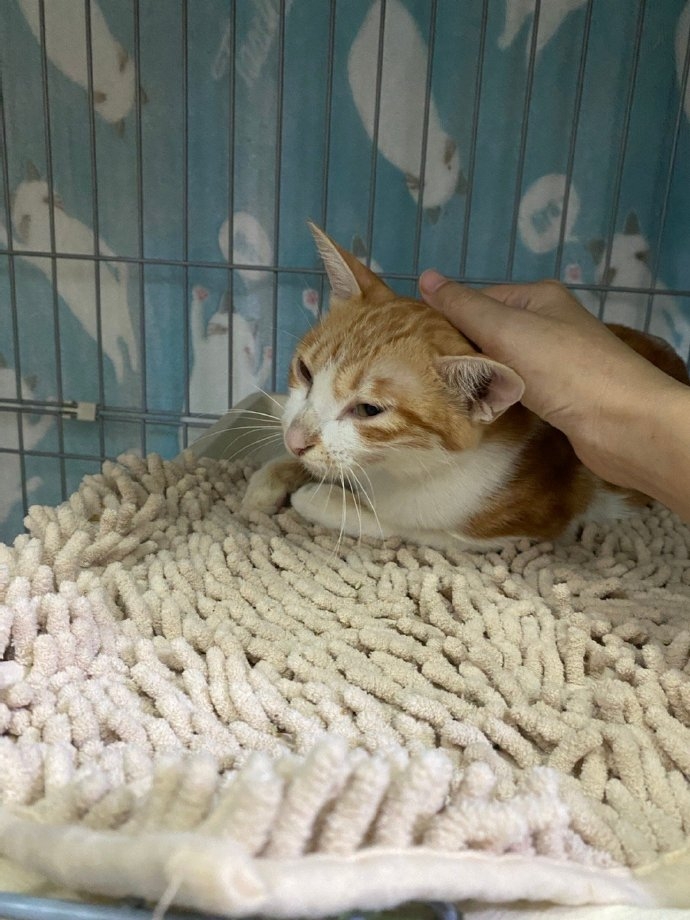 被人類遺棄的貓媽媽有點抗拒撫摸