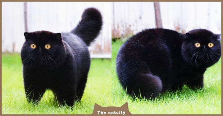 黑色顯瘦？超萌黑貓「體型圓滾滾」超肥美，網笑翻：這是大熊吧