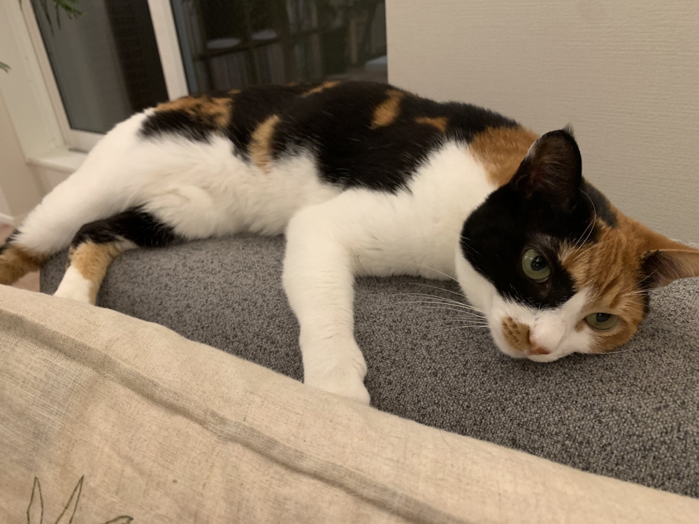 三花貓趴在沙發上發呆