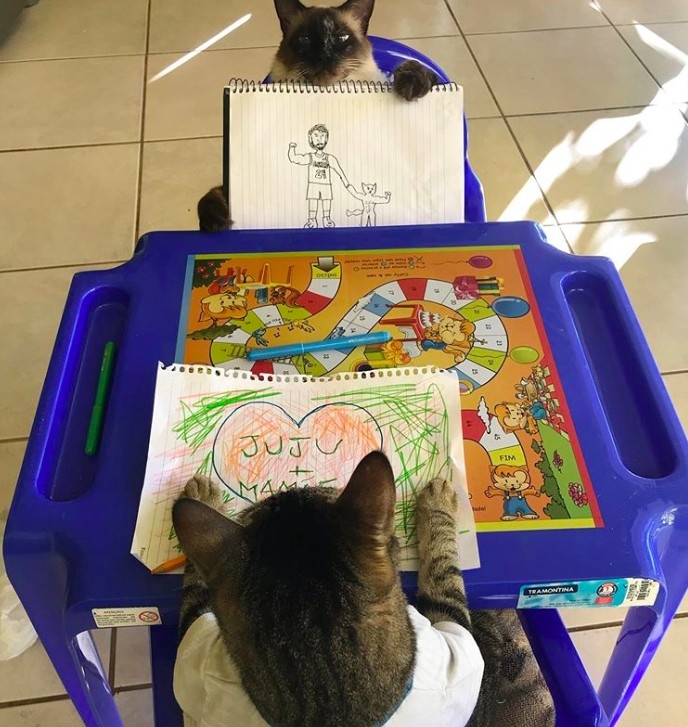 國外貓貓上課畫畫超厲害