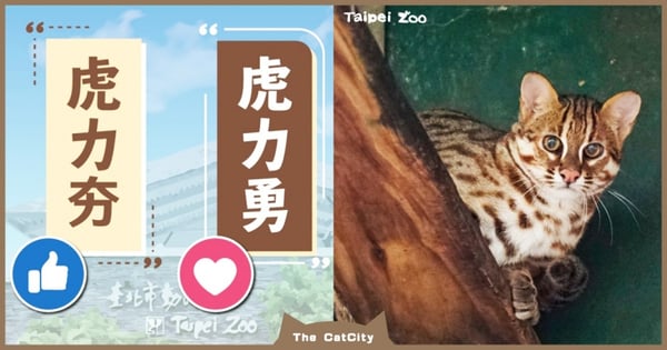 來幫石虎取名！北市動物園『命名活動』開跑，「虎力夯」vs「虎力勇」你選哪個？