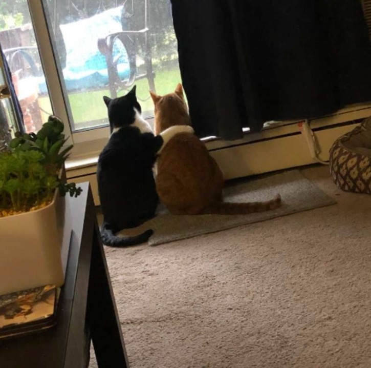 黑白貓搭肩橘貓一起看雷雨