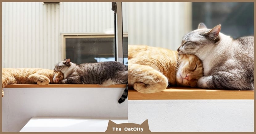貓咪睡覺 熟睡貓 大嘴含住 同伴頭 走近一看 網笑翻 超可愛 Catcity 貓奴日常