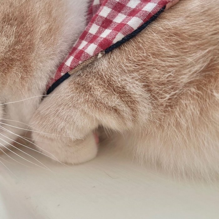 曼赤肯貓各種折手姿勢