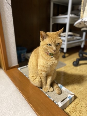 日本橘貓用手拉開紗窗門