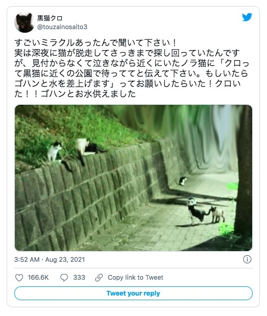 日本飼主愛貓走失,請浪貓傳話找回
