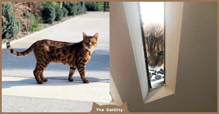 常遇「漂亮豹貓」串門子！鄰居頻傳照片分享，新屋主傻眼：我家貓？！