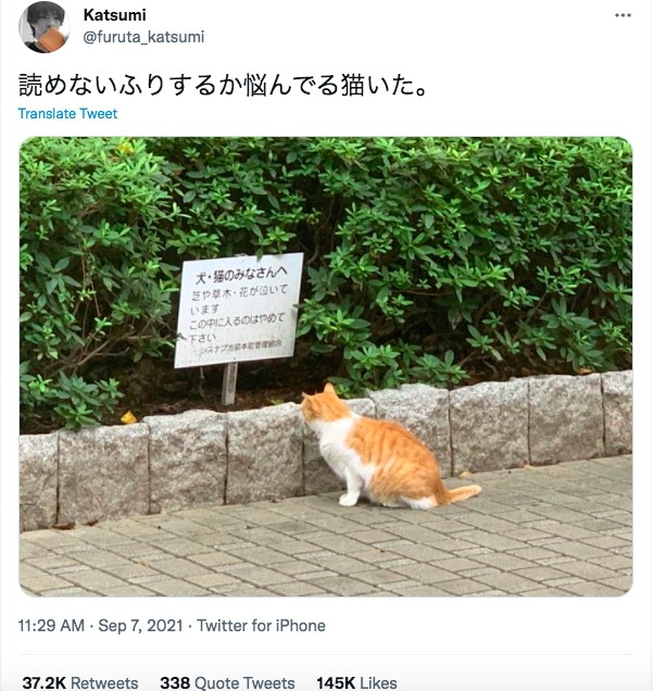 日本橘貓看到告示牌正一臉疑惑