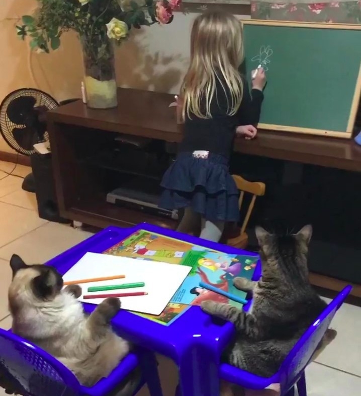 貓咪坐好等待小女孩上課