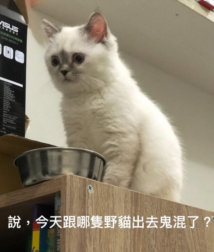 貓咪生氣的表情
