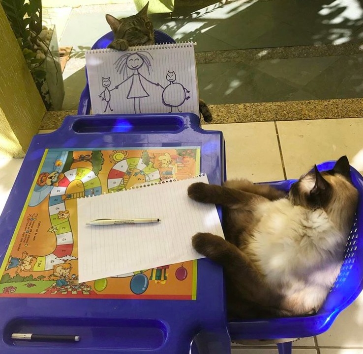 國外貓貓畫畫上課中