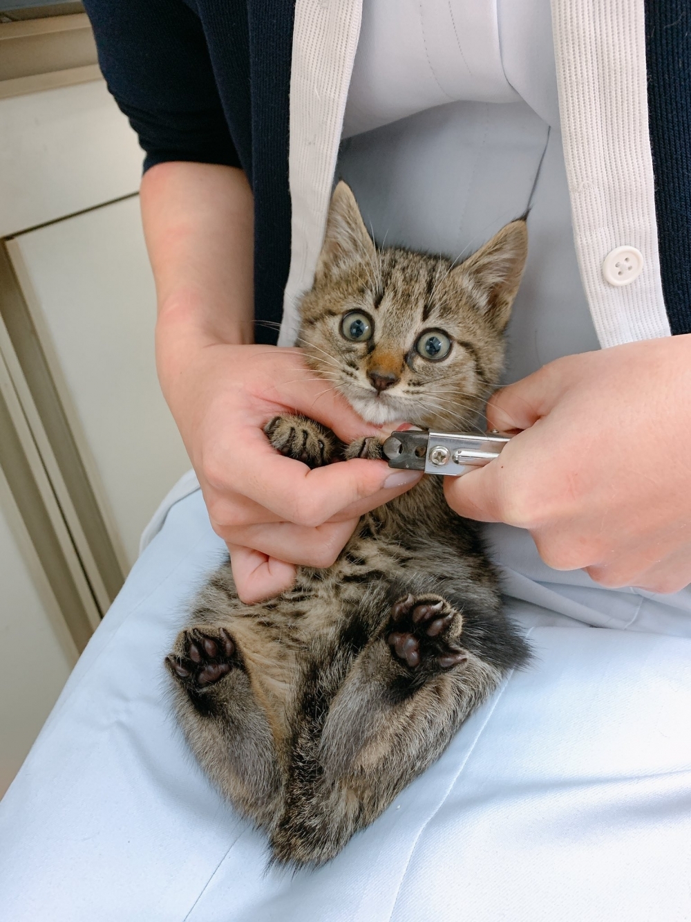 日本虎斑貓
