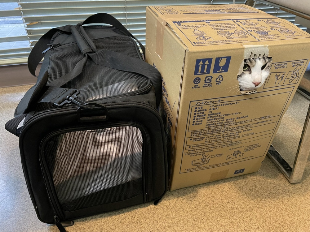 貓咪不肯進外出籠,躲在紙箱裡逃避看醫生