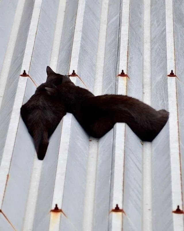 日本貓融成液體超可愛