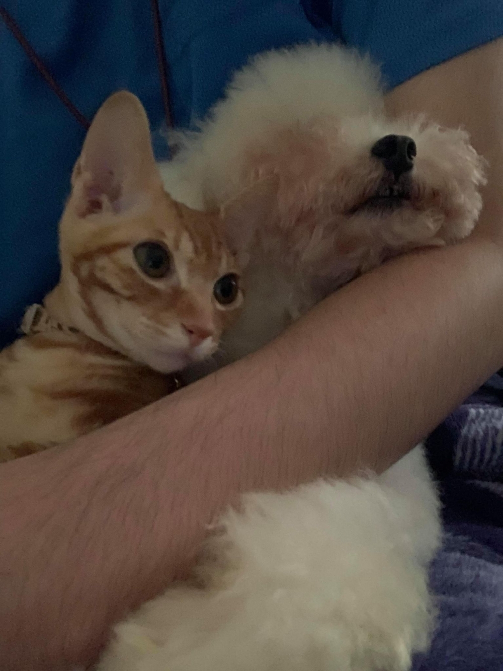 飼主家養的寵物,橘貓和白貴賓