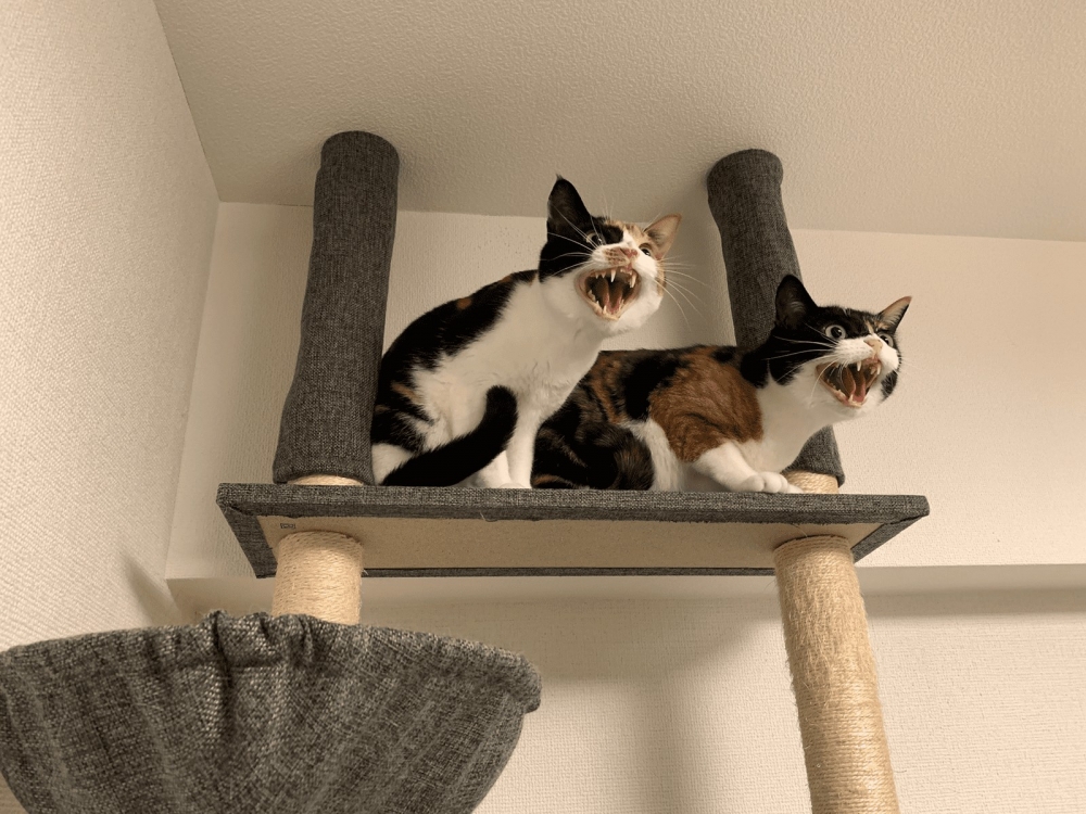 日本推特超怕吸塵器的三花貓