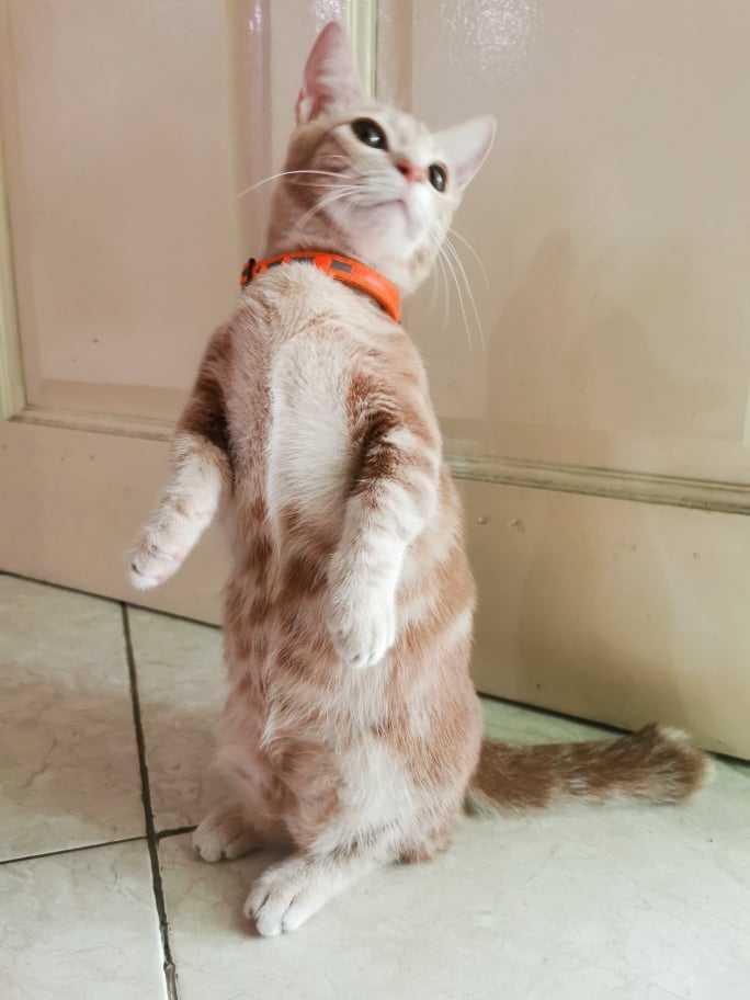 短腿橘貓站起來的模樣像狐獴