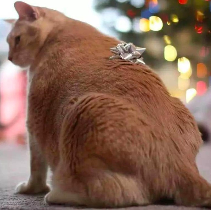 米克斯虎斑貓跟橘貓打架秒輸