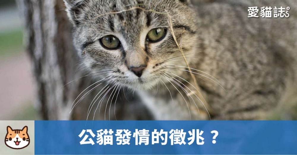 公貓發情會有什麼徵兆