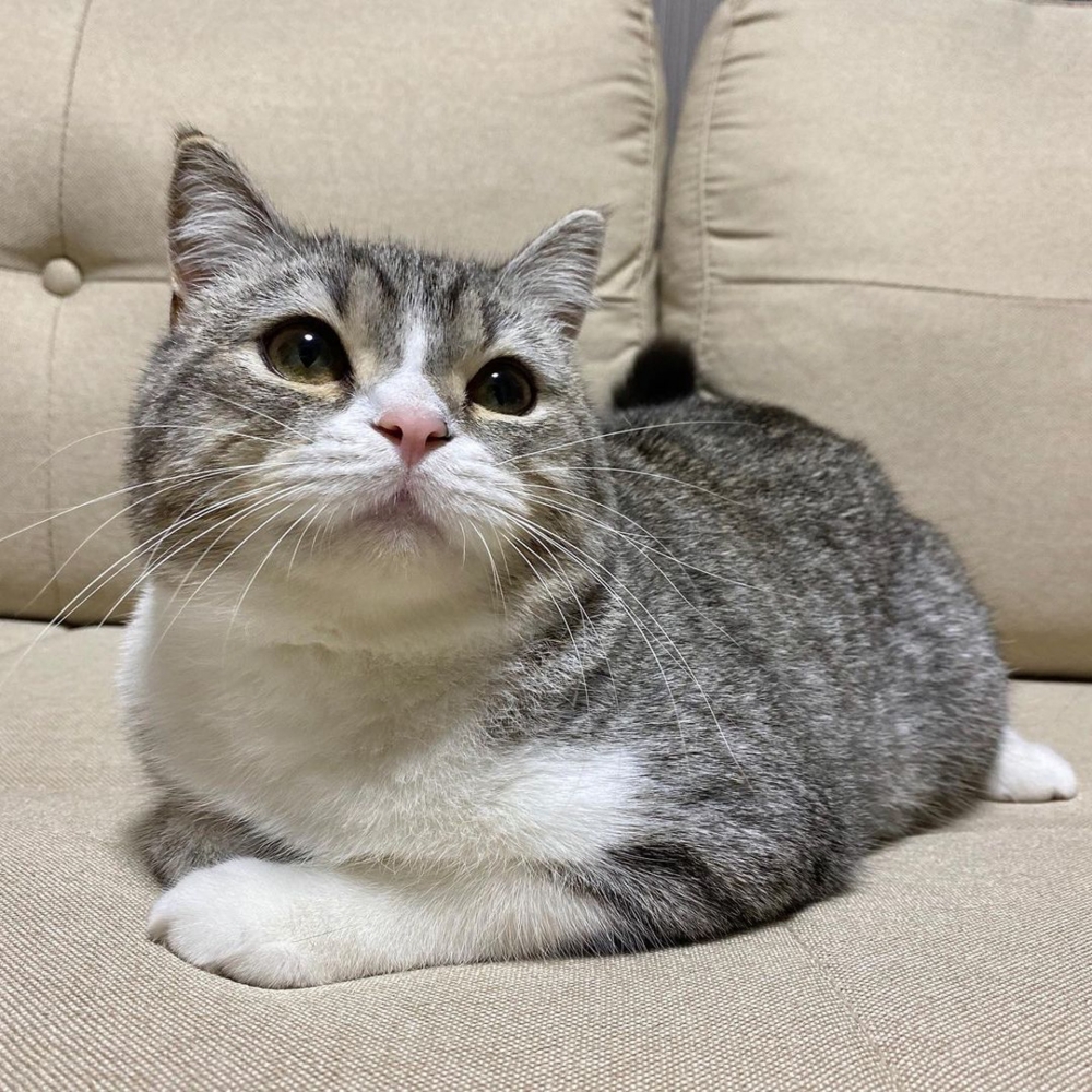 日本萌貓麻糬丸