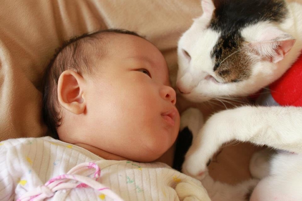 虎斑白貓，從小就跟弟弟相伴