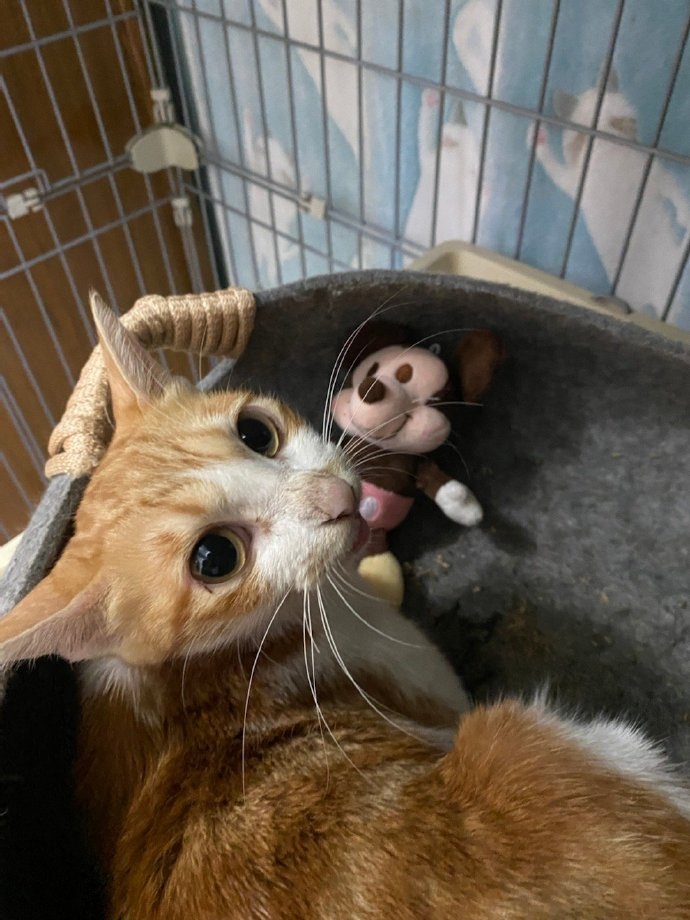 母貓被遺棄哭到鼻子發白