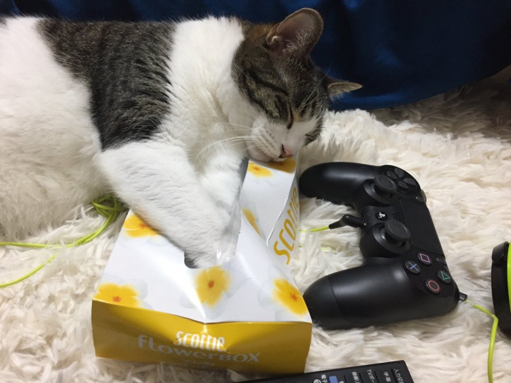 貓咪非常喜歡紙盒!甚至把手放進面紙盒中