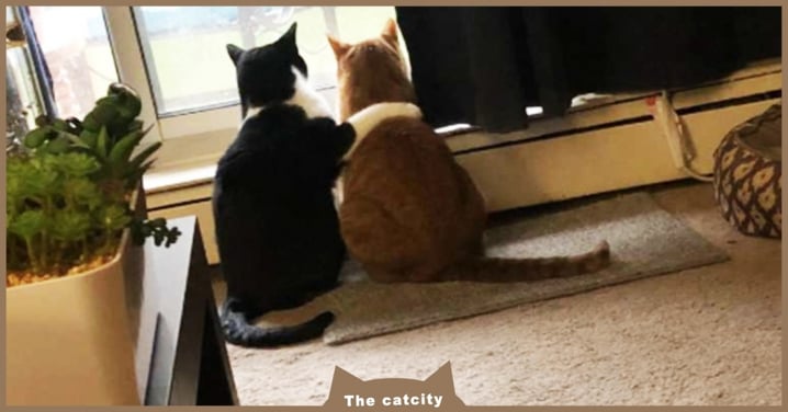 喵兄：「萬事有我在」貓咪兄弟搭肩看窗背影超可愛，網：是被雷雨嚇呆了嗎？